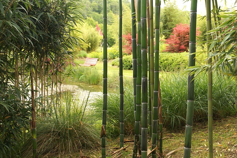 lac exotique avec cannes de Phyllostachys praecox violacense